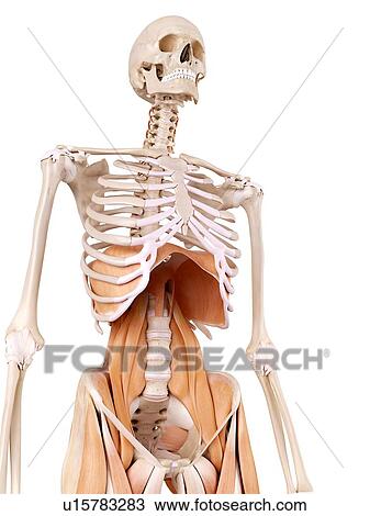 Human abdominal muscles View Large Photo Image Stock Image - Human abdominal muscles. Fotosearch