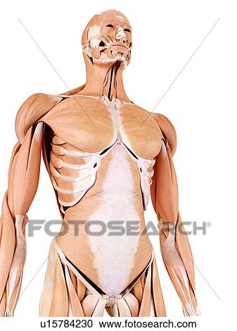 Human abdominal muscles View Large Photo Image Stock Image - Human abdominal muscles. Fotosearch