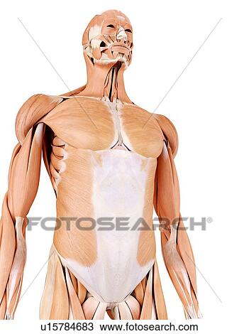 Stock Image - Human abdominal muscles. Fotosearch