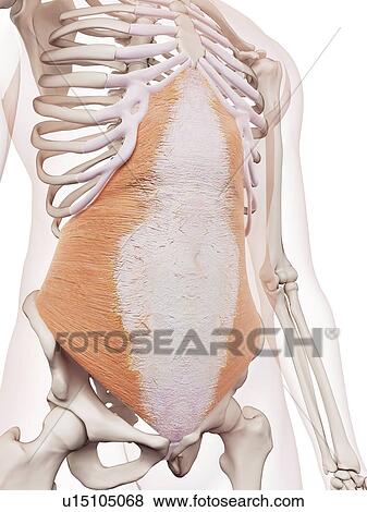 Stock Photo - Human abdominal muscles. Fotosearch