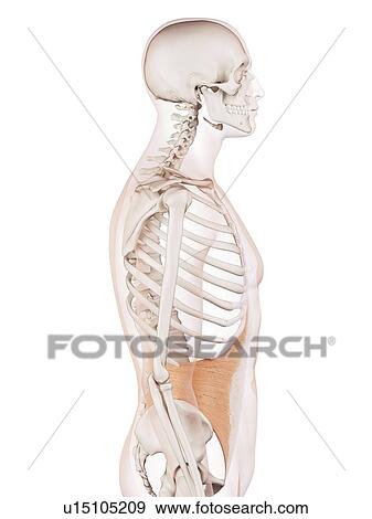 Stock Photo - Human abdominal muscles. Fotosearch