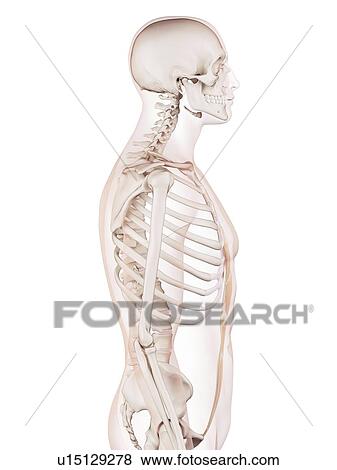 Human abdominal muscles View Large Photo Image Stock Photo - Human abdominal muscles. Fotosearch