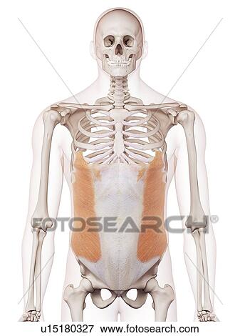 Stock Photo - Human abdominal muscles. Fotosearch