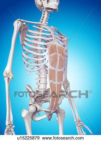 Stock Photo - Human abdominal muscles. Fotosearch