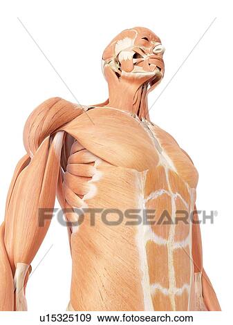 Stock Photo - Human abdominal muscles. Fotosearch