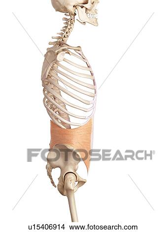 Picture - Human abdominal. Fotosearch