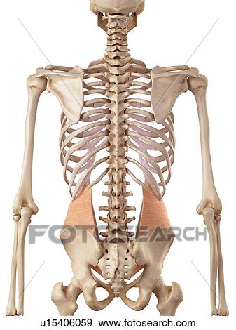 Human abdominal View Large Photo Image Stock Photo - Human abdominal. Fotosearch