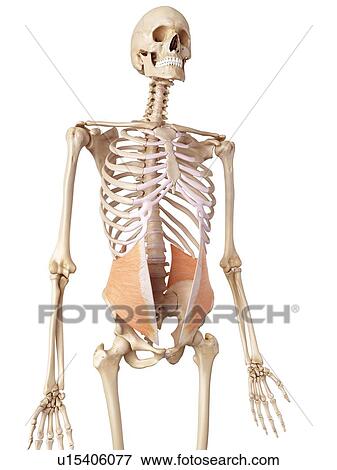 Human abdominal View Large Photo Image Stock Photo - Human abdominal. Fotosearch