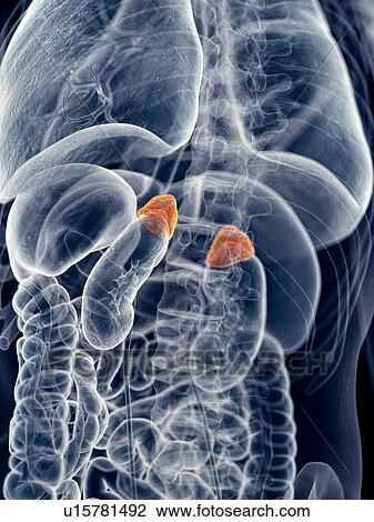 Stock Image - Human adrenal glands. Fotosearch