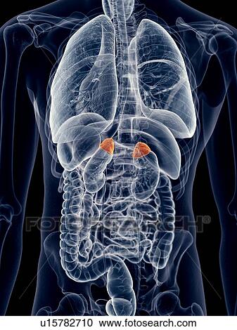 Stock Image - Human adrenal glands. Fotosearch