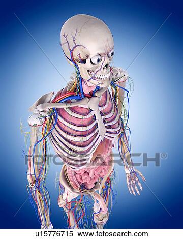 Human anatomy View Large Photo Image Stock Photography - Human anatomy. Fotosearch