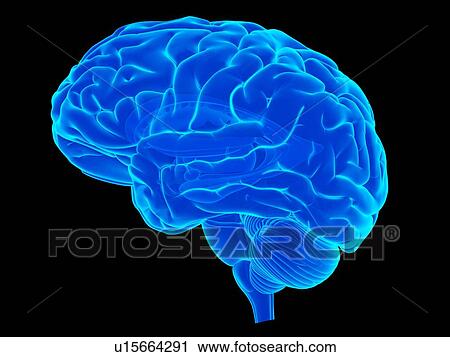 Stock Image - Human arm anatomy. Fotosearch