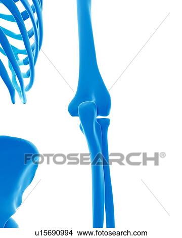 Picture - Human arm bones. Fotosearch