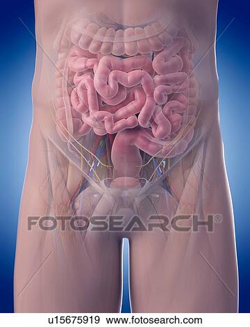 Human arm bones View Large Photo Image Stock Photo - Human arm bones. Fotosearch