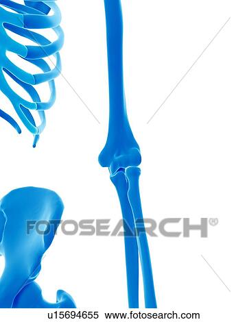 Stock Photography - Human arm bones. Fotosearch