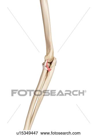Stock Photo - Human arm ligaments. Fotosearch