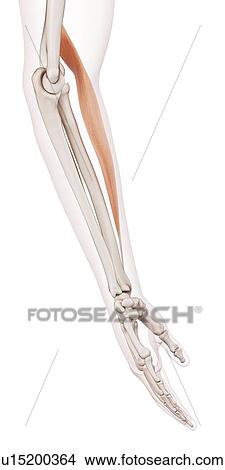 Human arm muscle View Large Photo Image Picture - Human arm muscle. Fotosearch