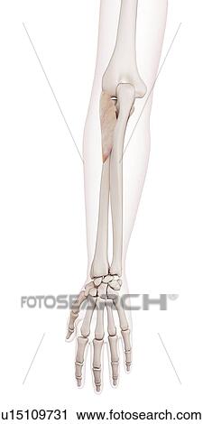 Human arm muscle View Large Photo Image Stock Image - Human arm muscle. Fotosearch