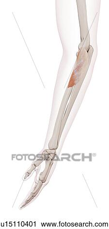 Human arm muscle View Large Photo Image Stock Image - Human arm muscle. Fotosearch