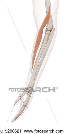 Human arm muscle View Large Photo Image Stock Image - Human arm muscle. Fotosearch