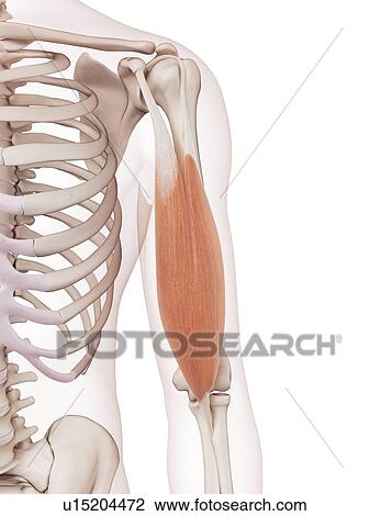 Human arm muscle View Large Photo Image Stock Image - Human arm muscle. Fotosearch