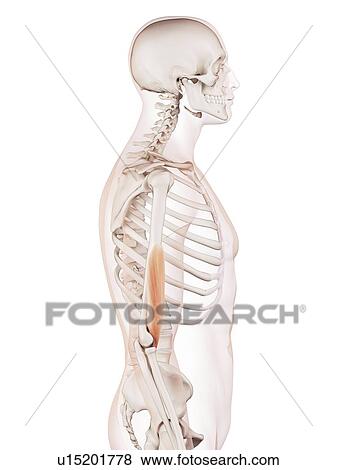 Stock Photo - Human arm muscle. Fotosearch