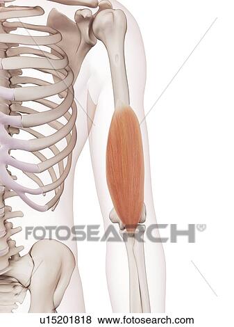 Human arm muscle View Large Photo Image Stock Photo - Human arm muscle. Fotosearch