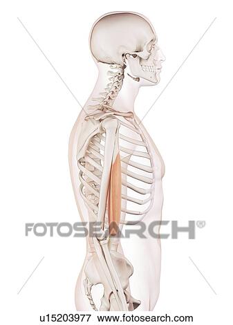 Human arm muscle View Large Photo Image Stock Photo - Human arm muscle. Fotosearch