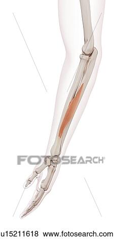 Stock Photo - Human arm muscle. Fotosearch