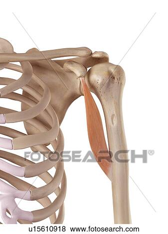 Human arm muscle View Large Photo Image Stock Photo - Human arm muscle. Fotosearch