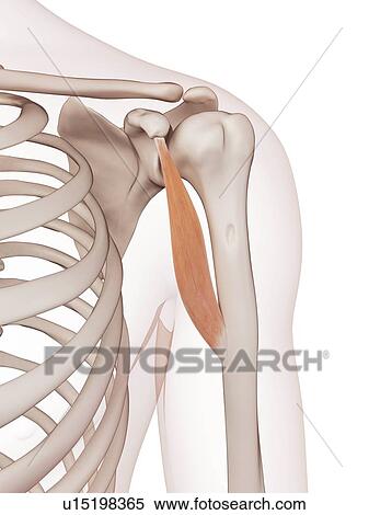 Human arm muscle View Large Photo Image Stock Photography - Human arm muscle. Fotosearch