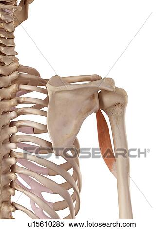 Human arm muscle View Large Photo Image Stock Photography - Human arm muscle. Fotosearch