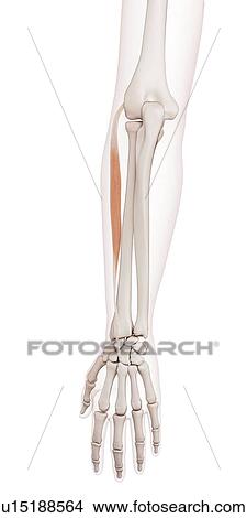 Human arm muscles View Large Photo Image Picture - Human arm muscles. Fotosearch