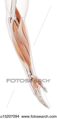 Human arm muscles View Large Photo Image Picture - Human arm muscles. Fotosearch