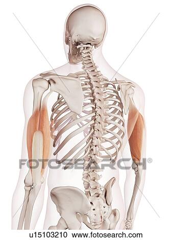 Human arm muscles View Large Photo Image Stock Image - Human arm muscles. Fotosearch