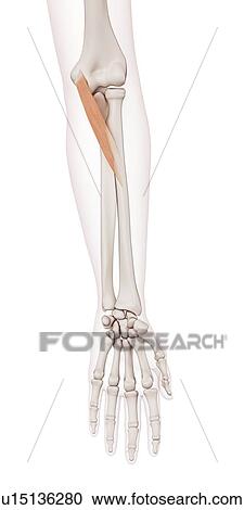 Stock Image - Human arm muscles. Fotosearch