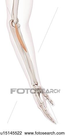 Stock Image - Human arm muscles. Fotosearch