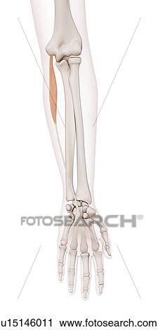 Human arm muscles View Large Photo Image Stock Image - Human arm muscles. Fotosearch
