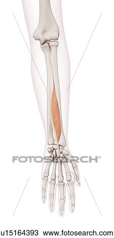 Human arm muscles View Large Photo Image Stock Image - Human arm muscles. Fotosearch