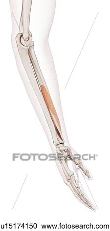 Human arm muscles View Large Photo Image Stock Image - Human arm muscles. Fotosearch