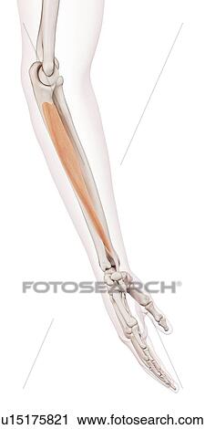 Stock Image - Human arm muscles. Fotosearch