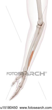 Human arm muscles View Large Photo Image Stock Image - Human arm muscles. Fotosearch