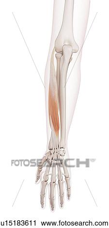 Human arm muscles View Large Photo Image Stock Image - Human arm muscles. Fotosearch