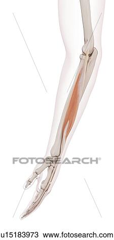 Human arm muscles View Large Photo Image Stock Image - Human arm muscles. Fotosearch