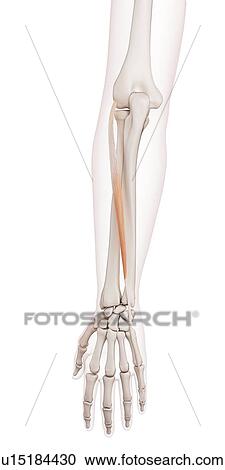 Human arm muscles View Large Photo Image Stock Image - Human arm muscles. Fotosearch
