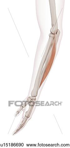 Human arm muscles View Large Photo Image Stock Image - Human arm muscles. Fotosearch