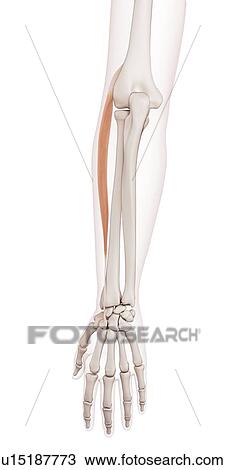 Stock Image - Human arm muscles. Fotosearch