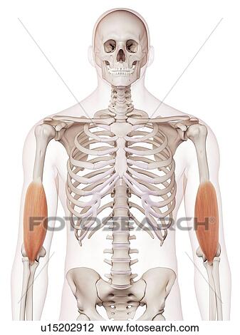 Stock Image - Human arm muscles. Fotosearch