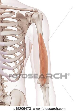 Human arm muscles View Large Photo Image Stock Image - Human arm muscles. Fotosearch