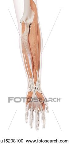 Stock Image - Human arm muscles. Fotosearch